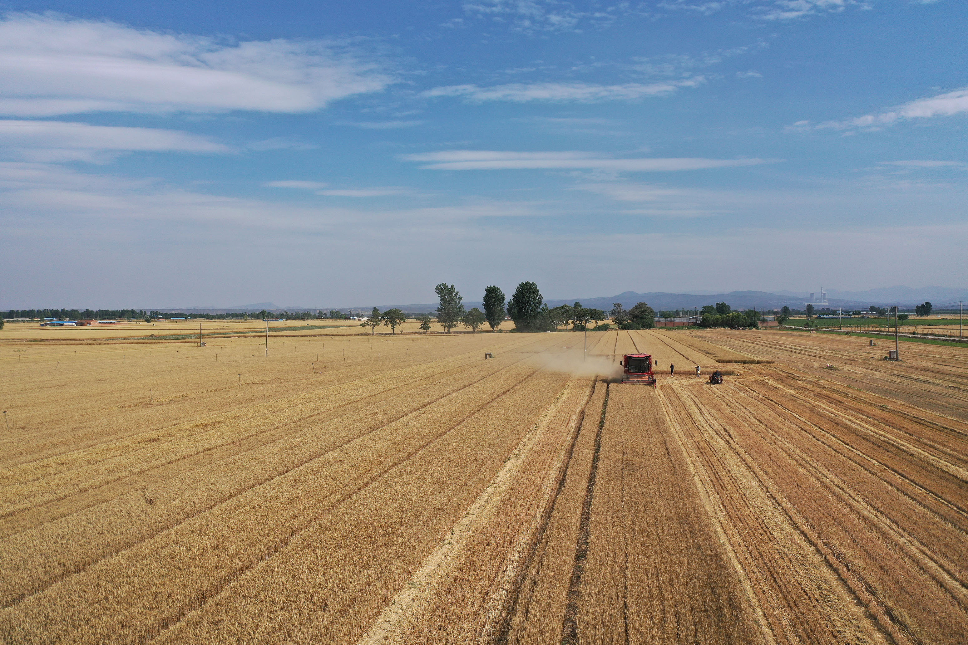 2025年6月3日,河南焦作,溫縣黃河街道灘王莊村農民駕駛收割機收獲小麥。